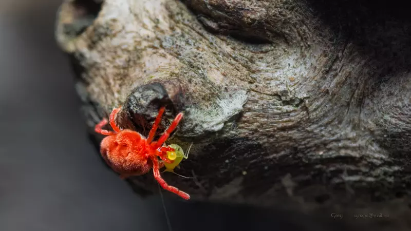 Искусство макросъемки: секреты, техники и вдохновение