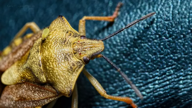 Искусство макросъемки: секреты, техники и вдохновение