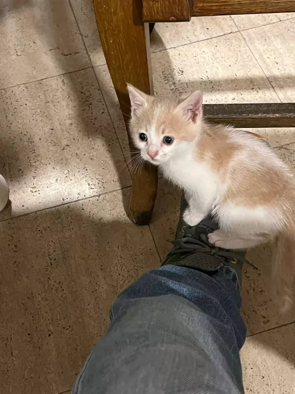 Tapтaлeтки & Ко