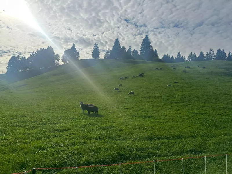 Tapтaлeтки & Ко