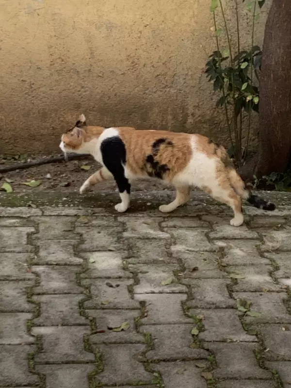 Tapтaлeтки & Ко