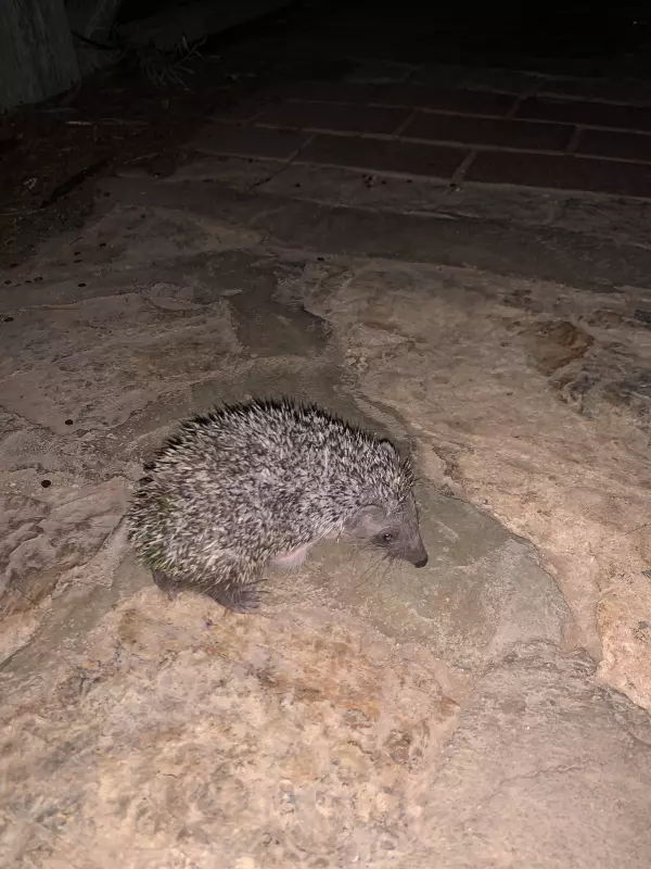 Tapтaлeтки & Ко