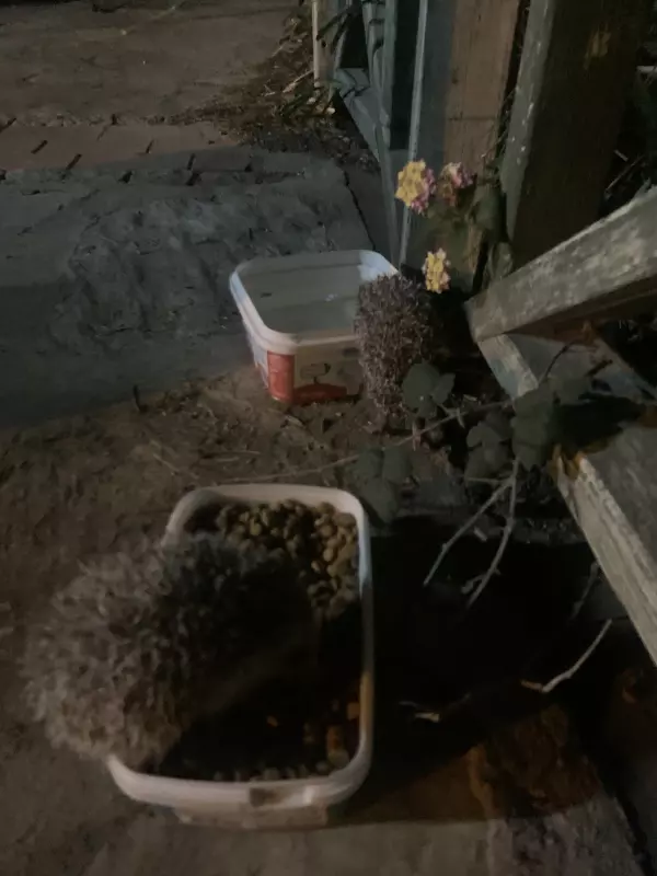 Tapтaлeтки & Ко