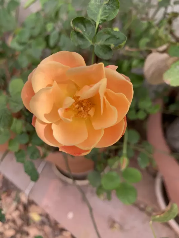 Tapтaлeтки & Ко