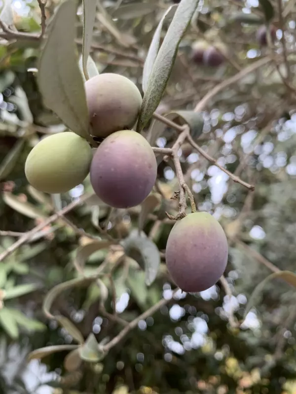 Tapтaлeтки & Ко