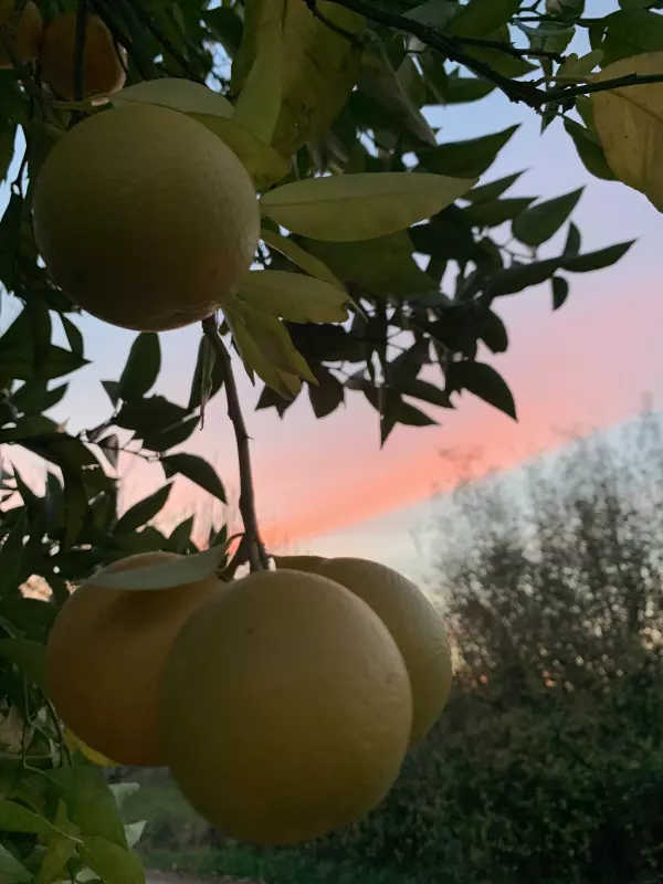 Tapтaлeтки & Ко