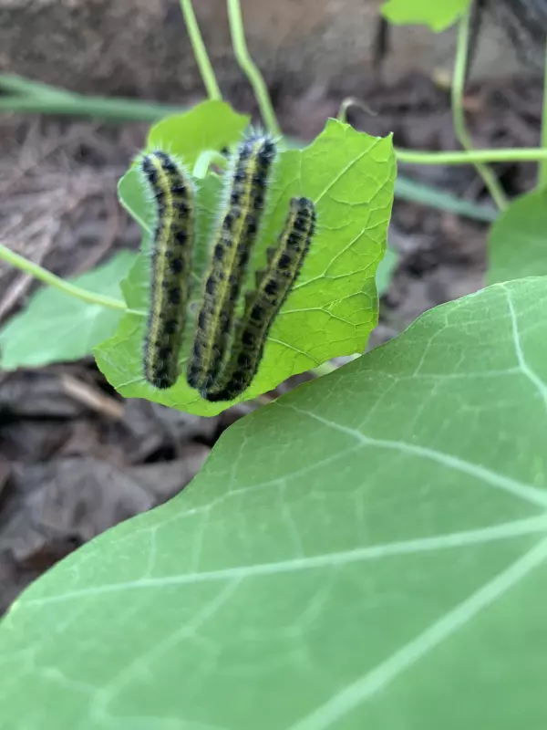 Tapтaлeтки & Ко