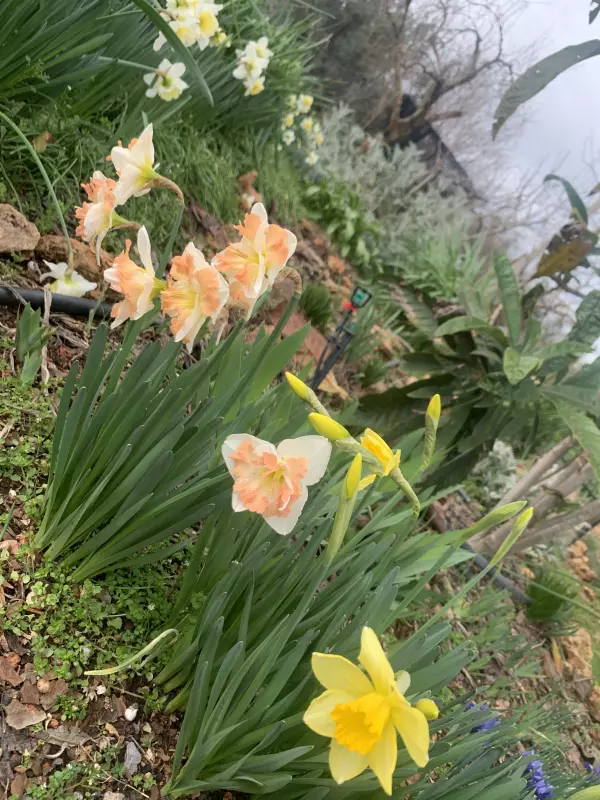 Tapтaлeтки & Ко