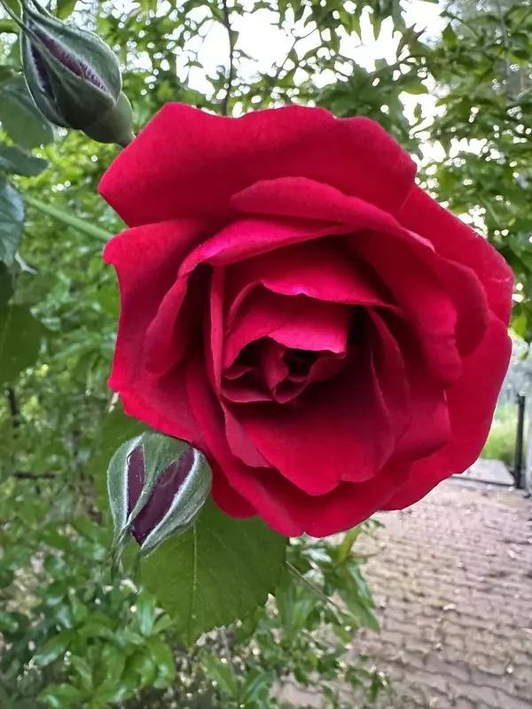 Tapтaлeтки & Ко