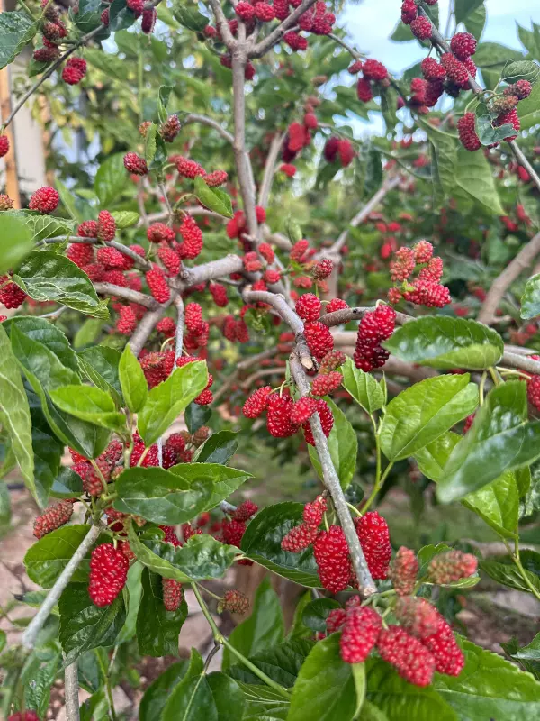 Tapтaлeтки & Ко