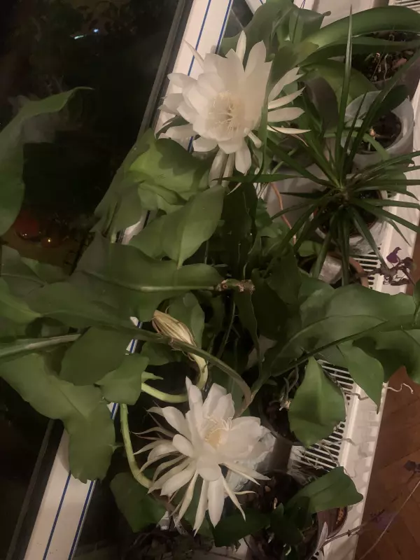 Зеленые любимцы