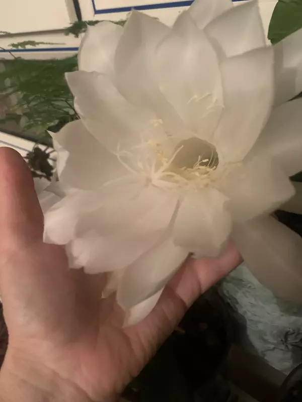 Зеленые любимцы