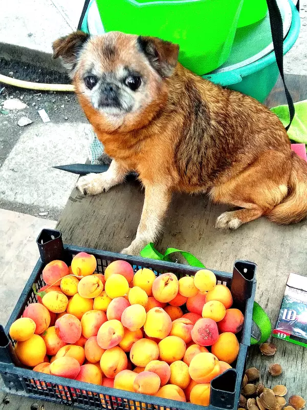 Чайная беседка