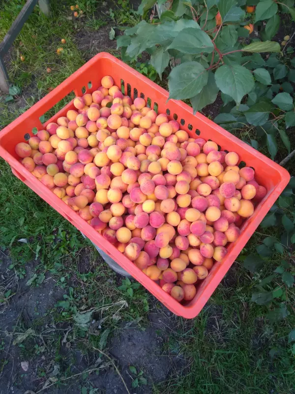 Чайная беседка