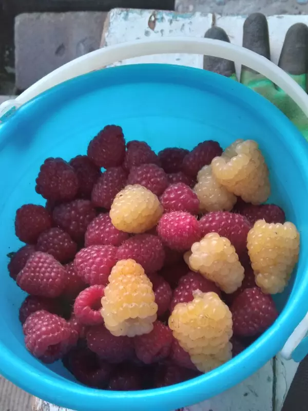 Чайная беседка