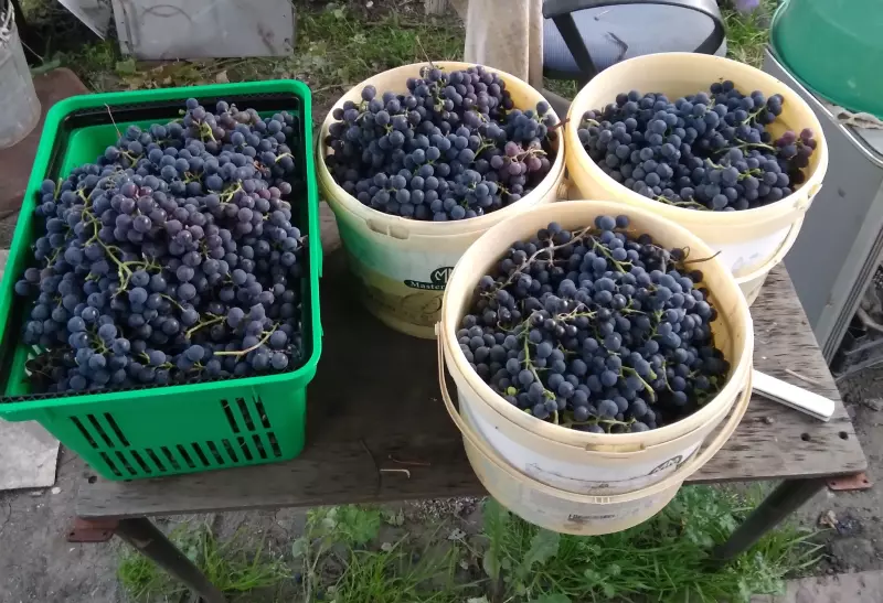 Чайная беседка