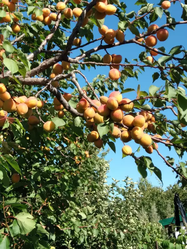 Чайная беседка