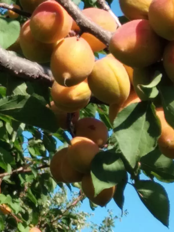 Чайная беседка