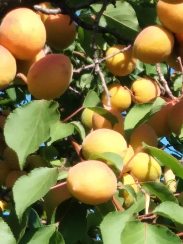 Чайная беседка