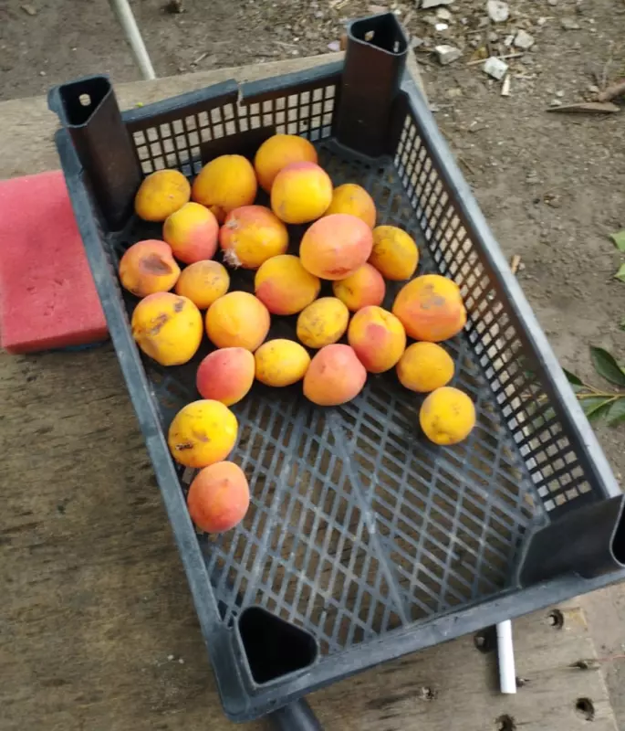 Чайная беседка