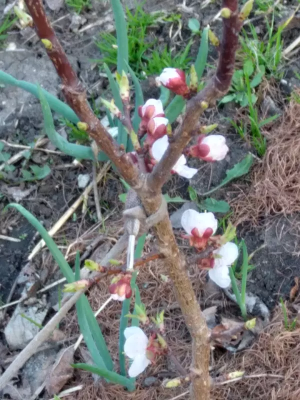 Чайная беседка