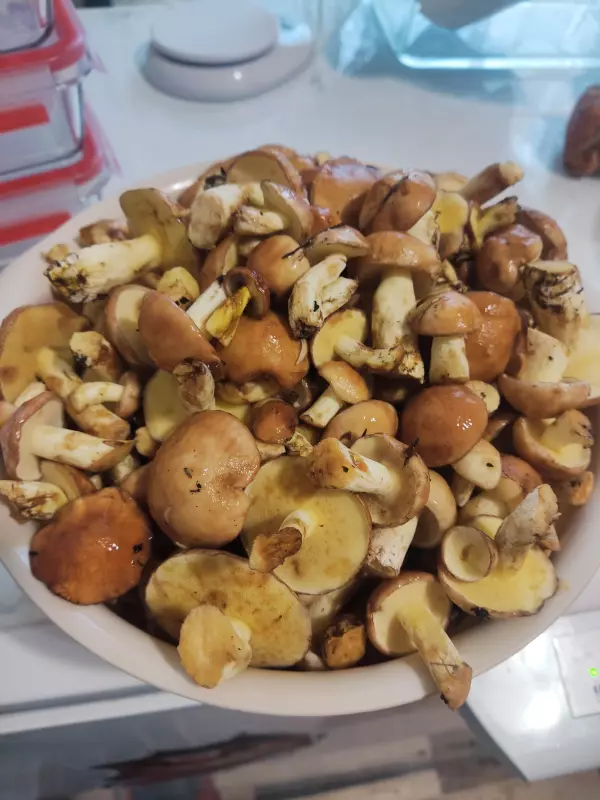 По грибы с лукошком