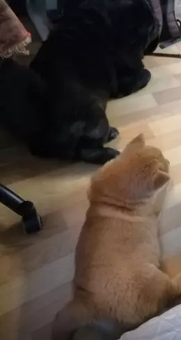 Вышивка крестиком