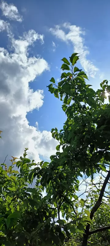 Такое разное небо