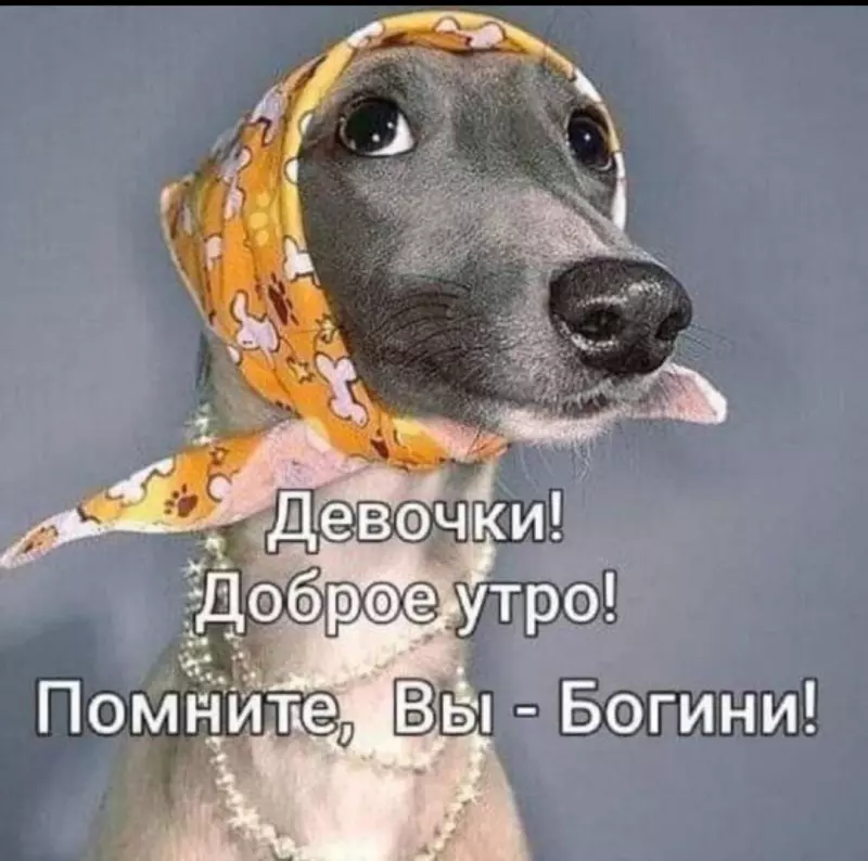 Tapтaлeтки & Ко