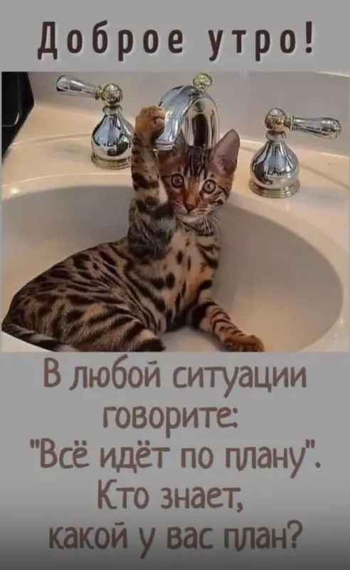 Tapтaлeтки & Ко