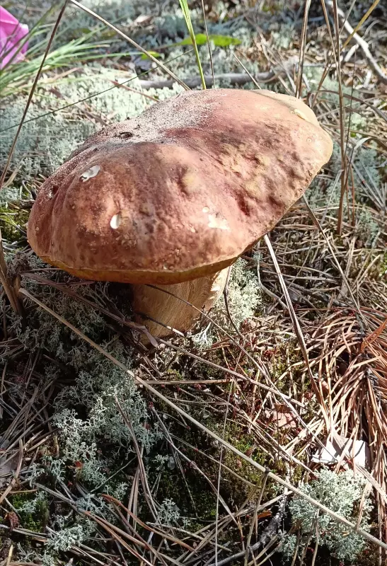 Tapтaлeтки & Ко