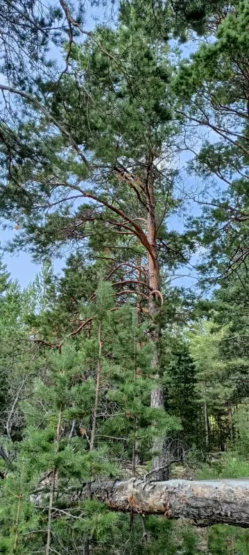 Tapтaлeтки & Ко