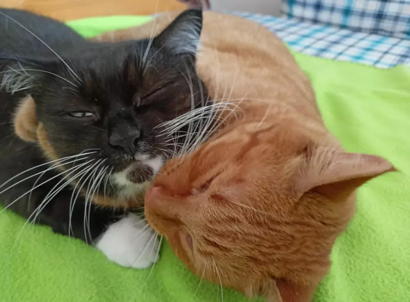 Tapтaлeтки & Ко