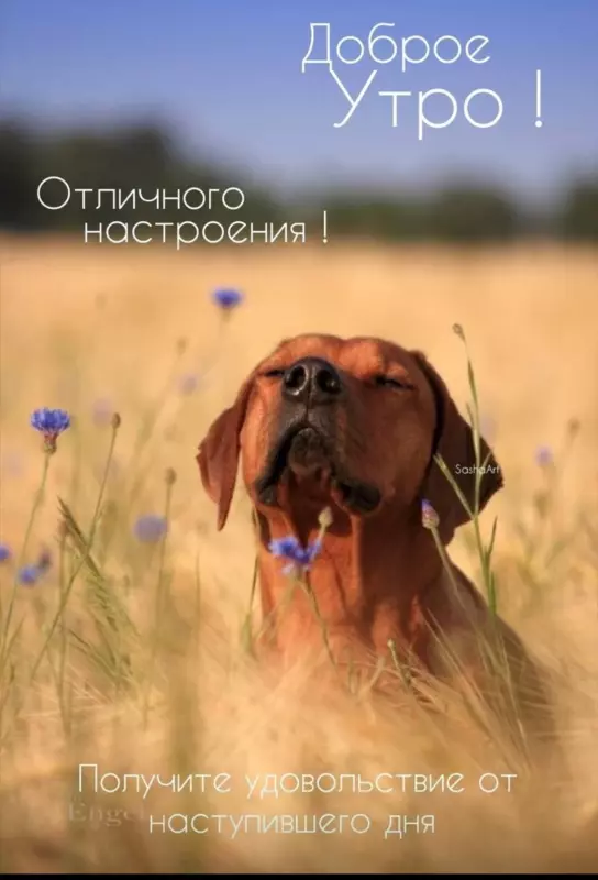 Tapтaлeтки & Ко