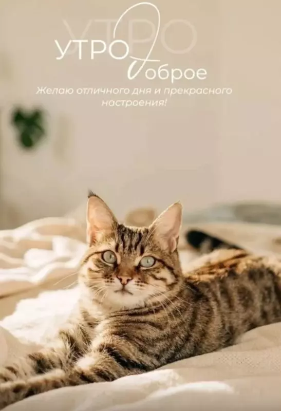 Tapтaлeтки & Ко