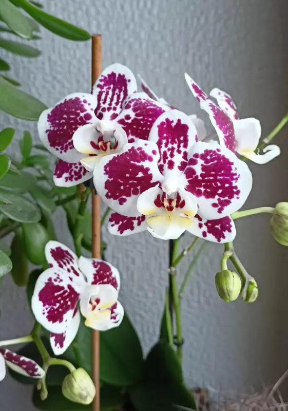 Tapтaлeтки & Ко