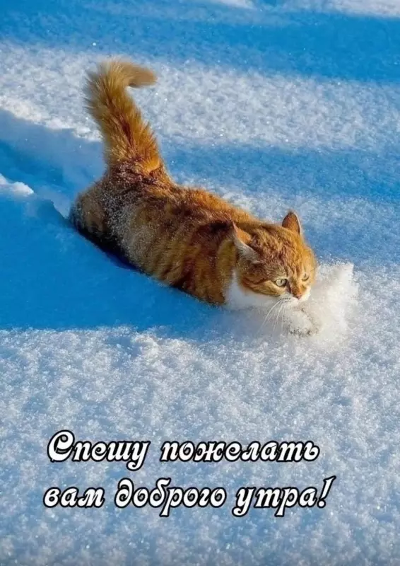 Tapтaлeтки & Ко