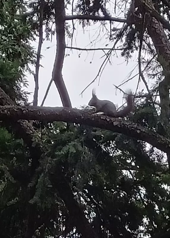 Tapтaлeтки & Ко