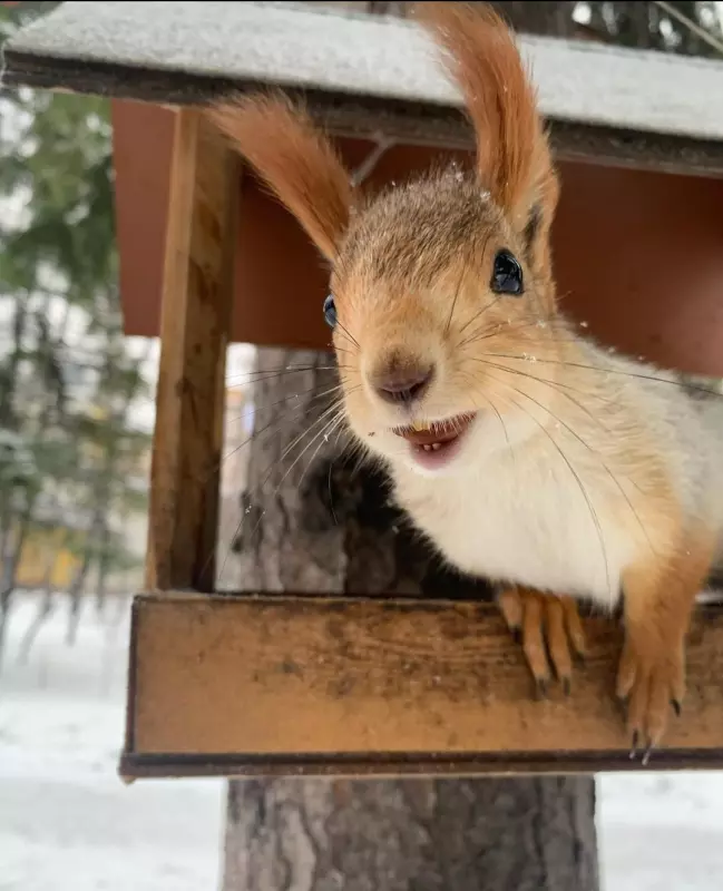 Tapтaлeтки & Ко