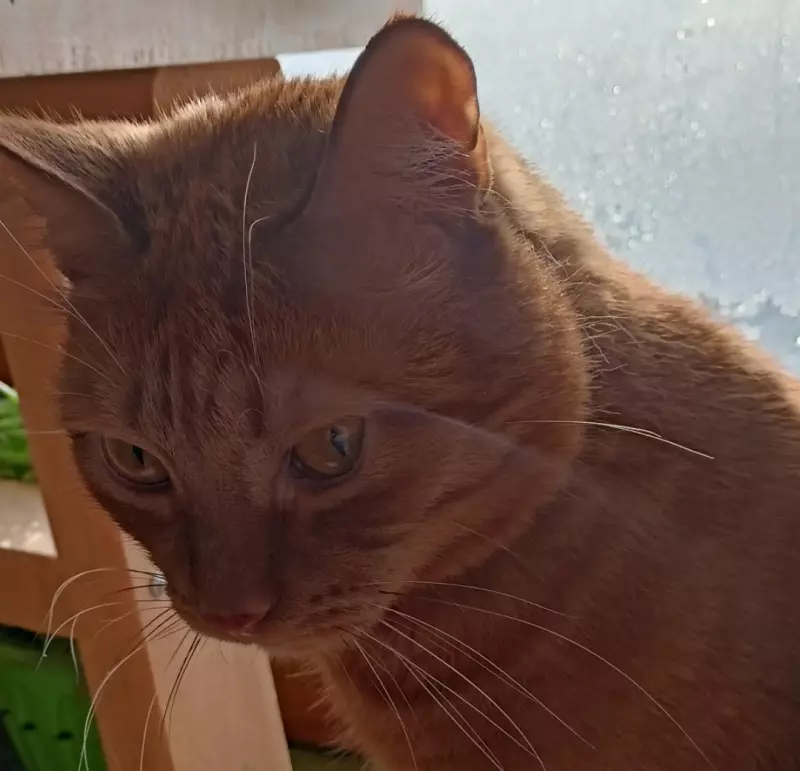 Tapтaлeтки & Ко