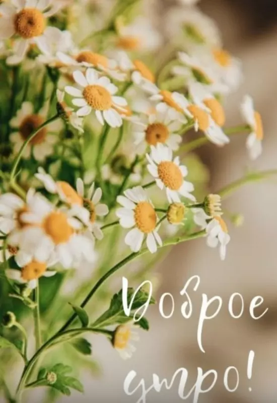 Tapтaлeтки & Ко