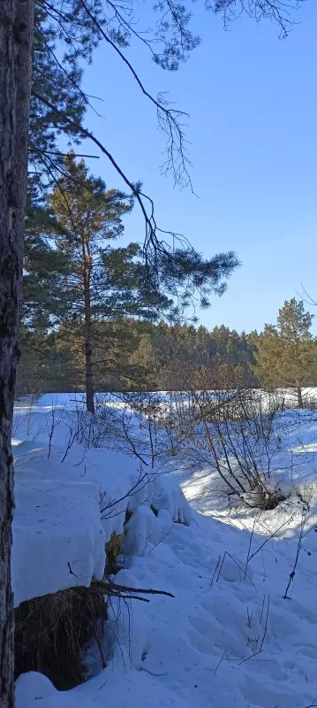 Tapтaлeтки & Ко