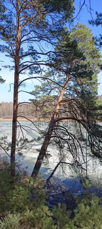 Tapтaлeтки & Ко