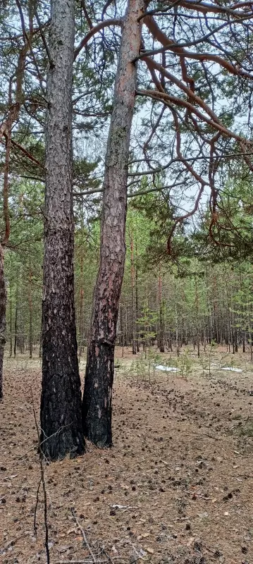 Tapтaлeтки & Ко