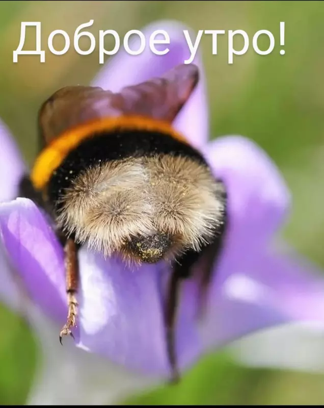 Tapтaлeтки & Ко