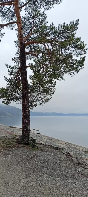 Tapтaлeтки & Ко