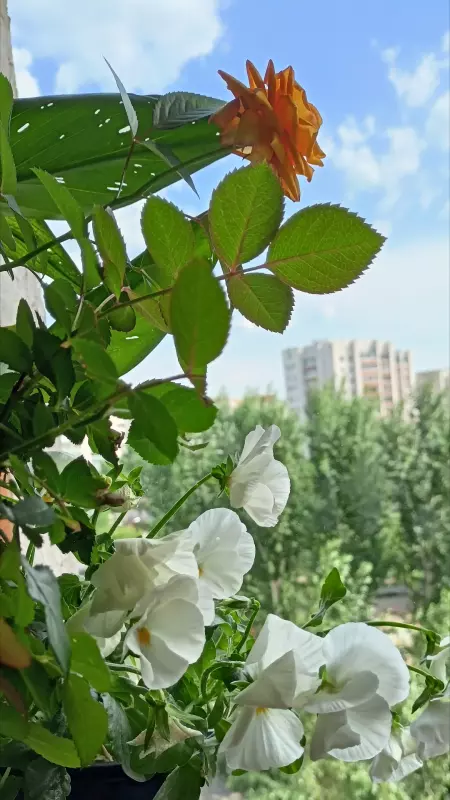 Tapтaлeтки & Ко