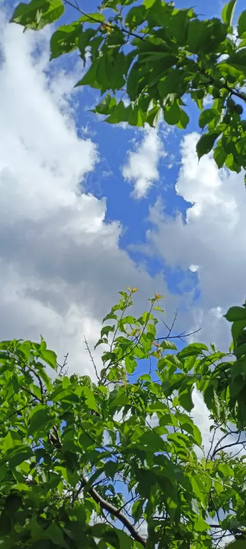Tapтaлeтки & Ко