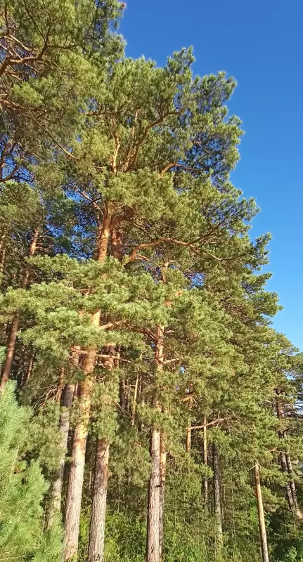 Tapтaлeтки & Ко