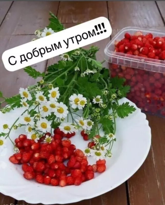 Tapтaлeтки & Ко